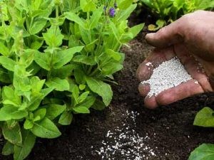 Vôi bột trồng cây, vôi bột bón cây, vôi bột xử lý đất, vôi bột khử chua đất
