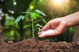 Vôi bột trồng cây, vôi bột bón cây, vôi bột xử lý đất, vôi bột khử chua đất